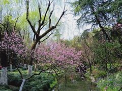 -柳浪闻莺公园