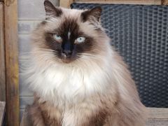 -喵屿·大理花园猫咖