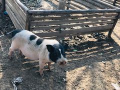-草根堂农场