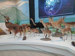 -陕西自然博物馆