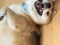 -是阿柴呀！柴犬咖啡·爱喵喵猫咖