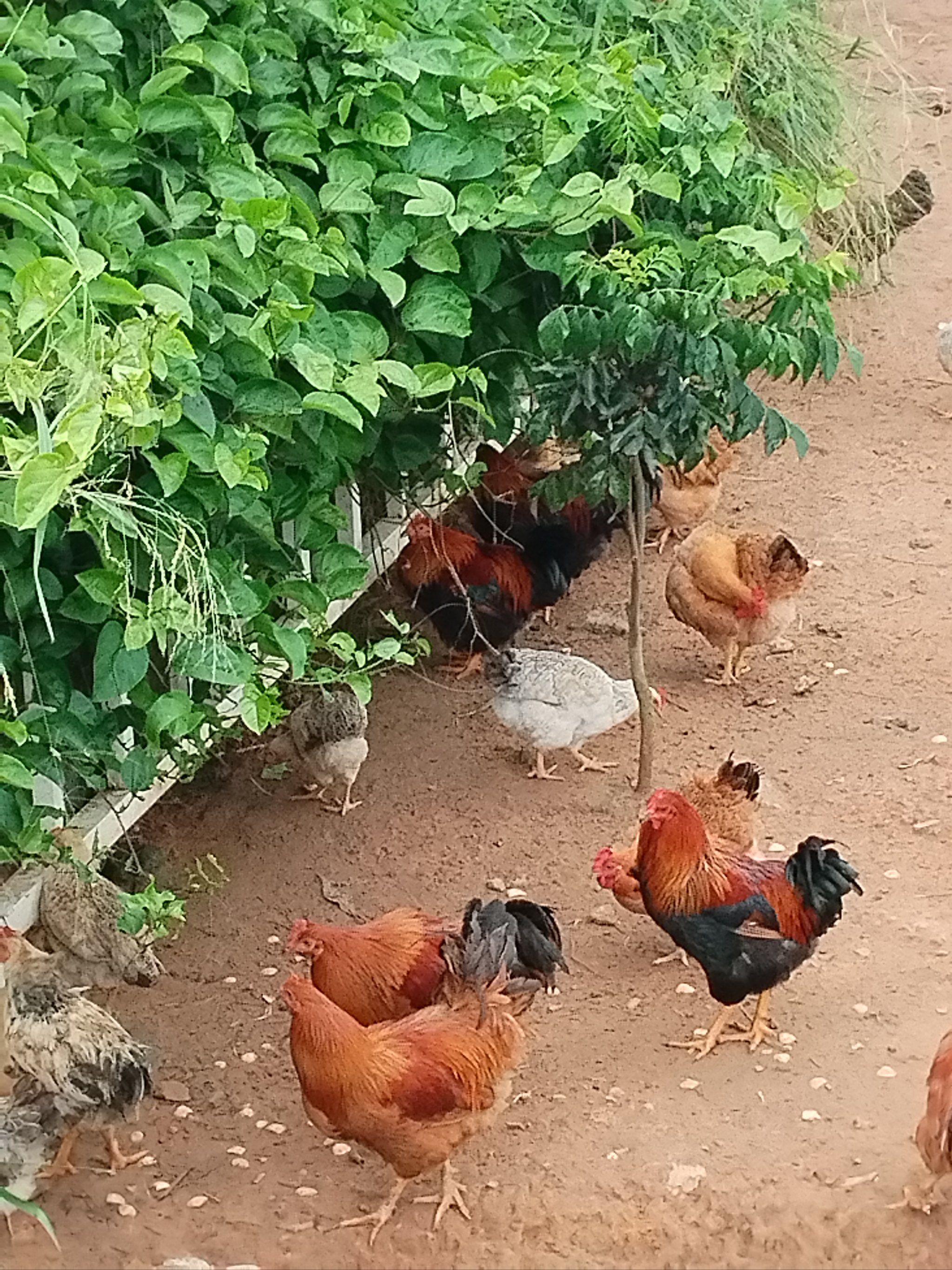 乡野鸡群嬉戏场