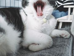 -海边的猫和咖啡馆