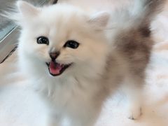 -十年猫舍·猫咪专门店(普陀店)