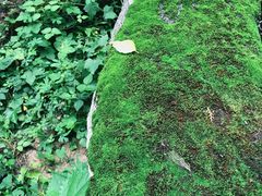 -碓臼峪自然风景区