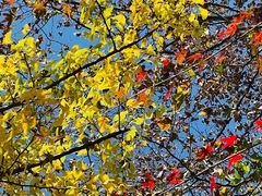 -杭州半山国家森林公园