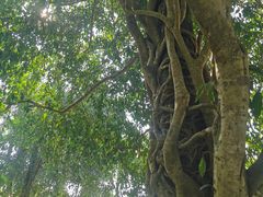-中国科学院西双版纳热带植物园