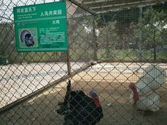 -太阳部落
