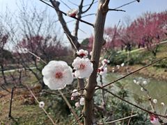 -花开海上生态园