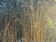 -凤来栖·净庭院·火锅(欧尚店)