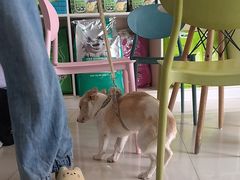 -乐琪宠物医院·犬猫专科·骨外科·急重症