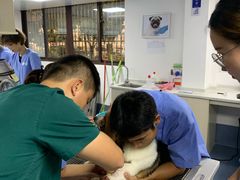 -宠颐生动物医院·猫科·心脏科(海口分院)