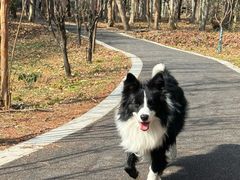 -瑞鹏宠物医院·骨外科·心肾科·肿瘤科(九亭店)