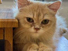 -楼上猫咖(罗湖店)