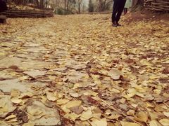 -南雄冯屋银杏山庄