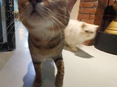 -豆逗聊愈猫阁Easy Life