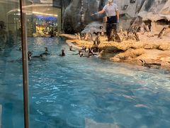 -帝企鹅自助餐厅•儿童岛•真企鹅(长隆企鹅酒店)