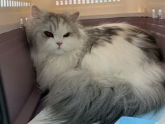 -伟伟宠物医院·CT影像中心·瑞派犬猫综合性门诊(汉口总院)