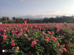 -亚龙湾国际玫瑰谷