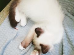 -李小姐の猫咖啡馆(五角场店)