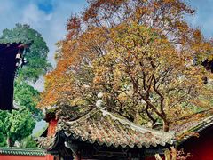 -报恩寺(平武县)