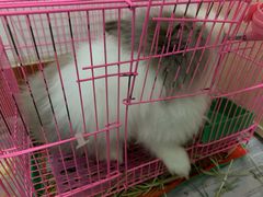 -邦泰·异宠动物医院
