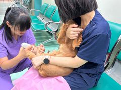 -北京观赏动物医院·24小时大型综合·猫专科·异宠专科