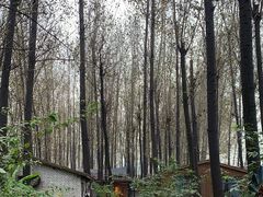 -林间山庄
