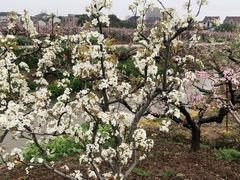 -南汇桃花村