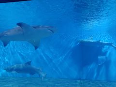 -北戴河圣蓝海洋公园