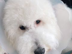 -欧奕国际动物医院