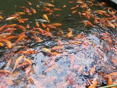 -千岛湖东南湖区