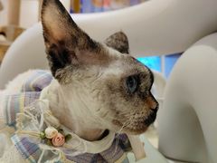 -藏猫猫咖啡主题馆(中央大道店)