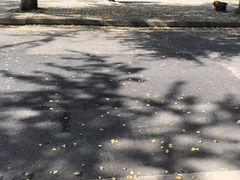 -四川大学(望江校区)