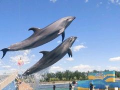 -秦皇岛乐岛海洋王国