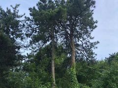 -北京西山国家森林公园