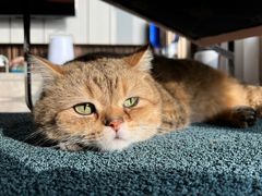 -猫大福·Fortune Cat猫舍(百子湾店)