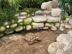 -南宫五洲植物乐园