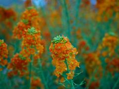 -中国天府农业博览园