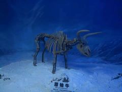 -吉林省自然博物馆