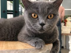 -共舞时光猫咖·狗咖(新街口店)