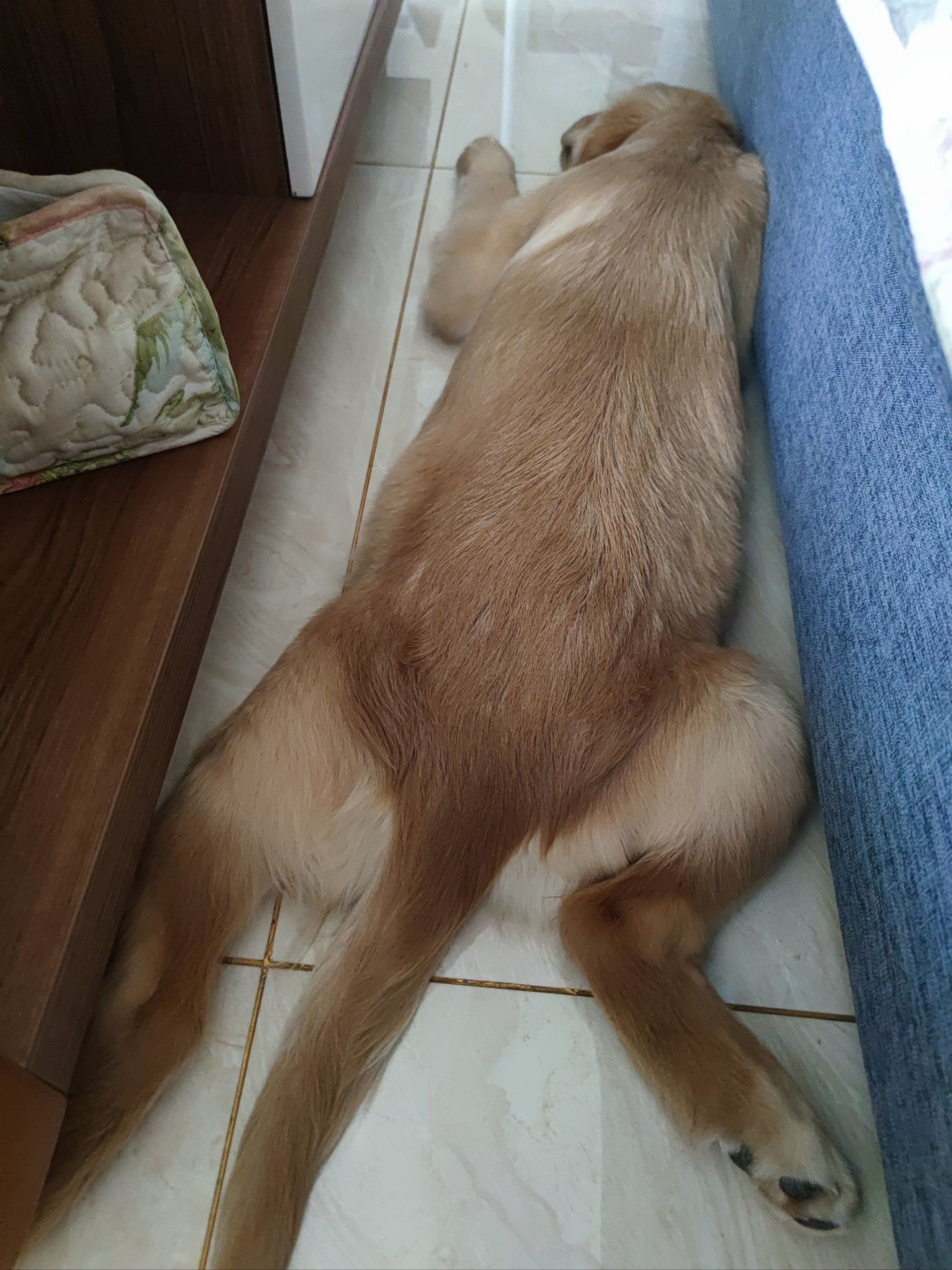 喜欢趴着睡的狗子🐶