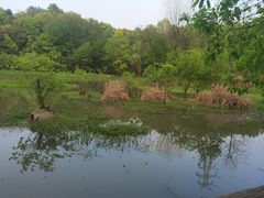 -西湖风景区-江洋畈生态公园