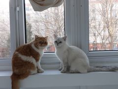 -猫大福·Fortune Cat猫舍(百子湾店)