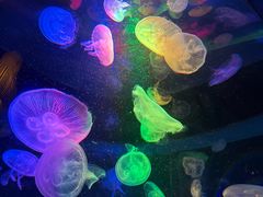 -太平洋海底世界