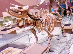 -陕西自然博物馆