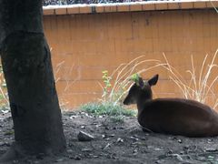 -野象谷景区