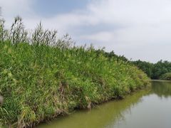 -大湾区中央湿地公园