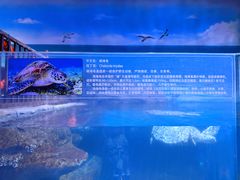 -海合安武汉极地海洋公园