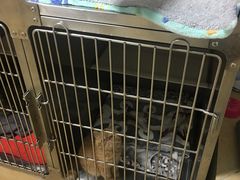 -宠颐生贝利健动物医院(谢家湾分院)